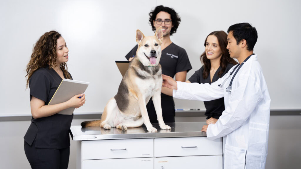 Veterinary students and a veterinarian with a dog in a clinical setting.