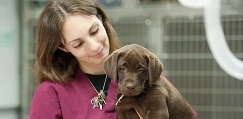 Female veterinary student holding a brown puppy in a clinical setting.