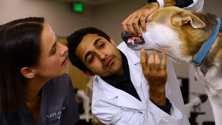 Veterinary student inspecting a dog during training at Platt College.